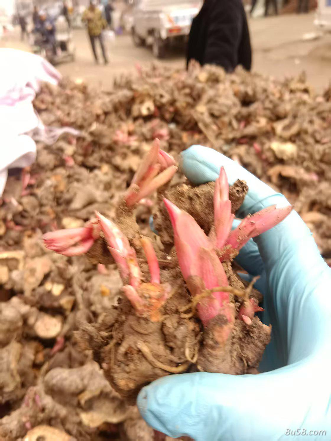白芍芽子