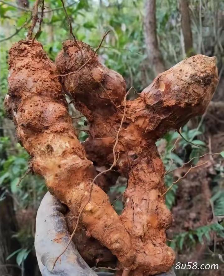 野生土茯苓