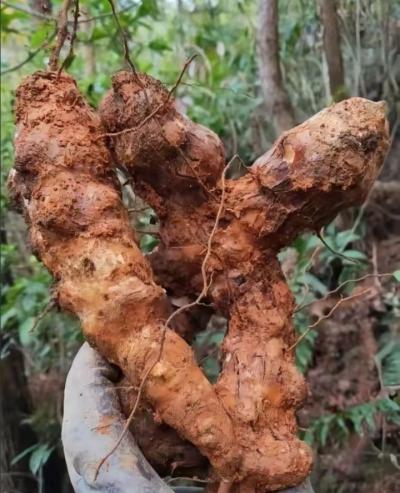 野生土茯苓