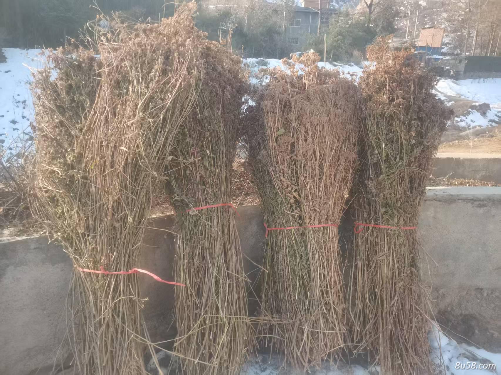 50吨佩兰供应