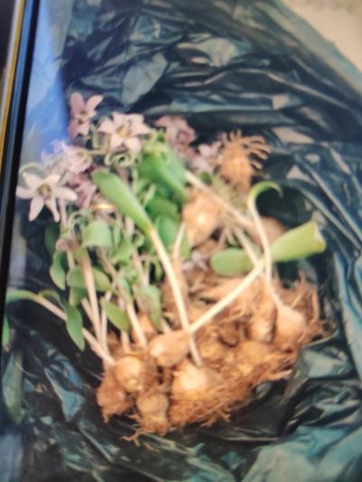 川贝母大量野生鲜货