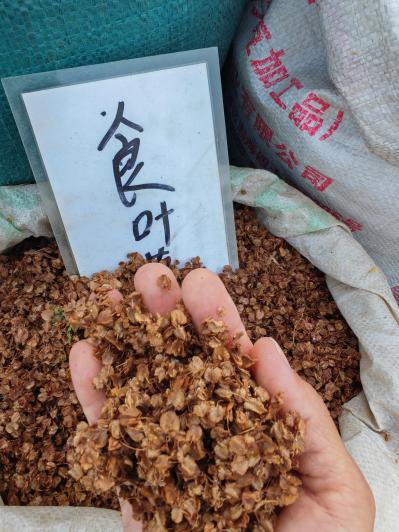 食叶草