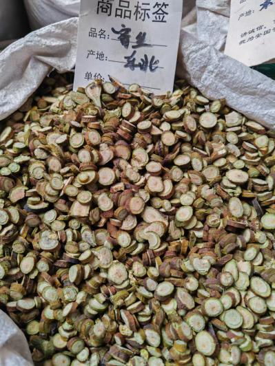桑寄生
