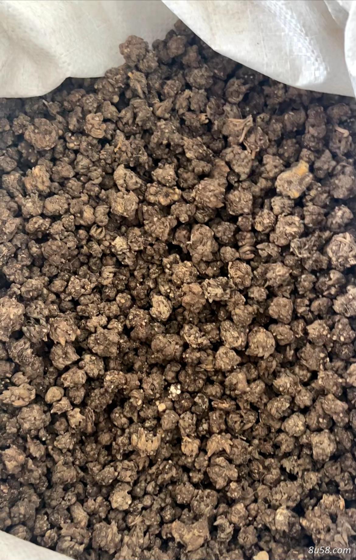 常年出售大量猫爪草有货