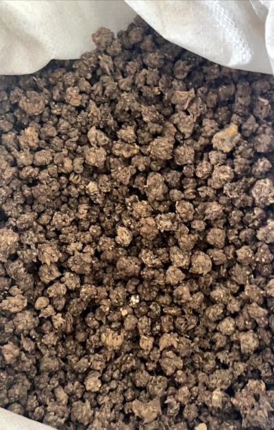 常年出售大量猫爪草有货
