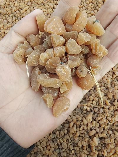 土贝母干货出售