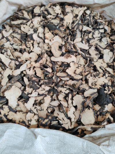 安国出售猪苓中药材 猪苓是药材吗？猪苓的功效作用 猪苓产地