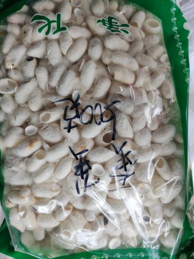 蚕茧如何入药？蚕茧一克多少钱？蚕茧的产地是哪里？哪里能买到真的蚕茧
