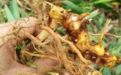 射干根茎