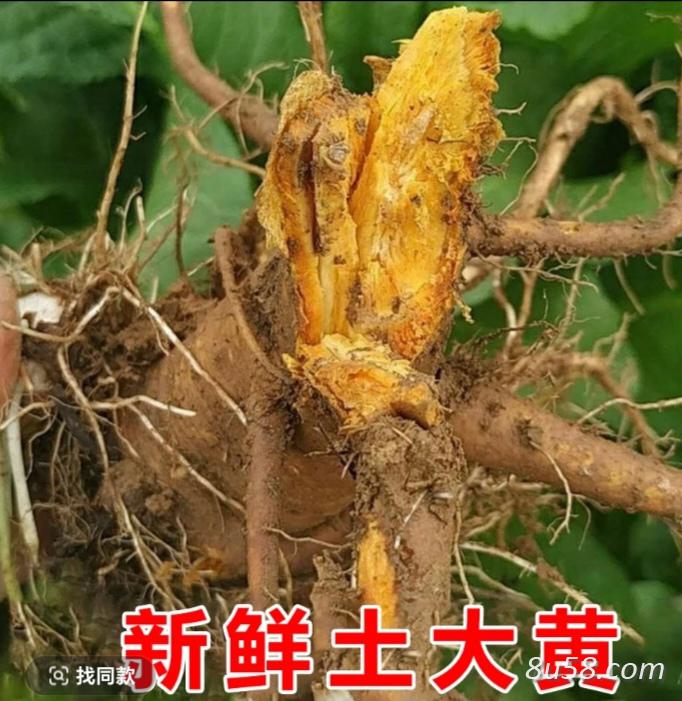 精品土大黄