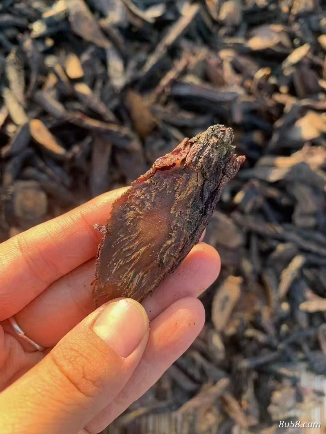 肉苁蓉