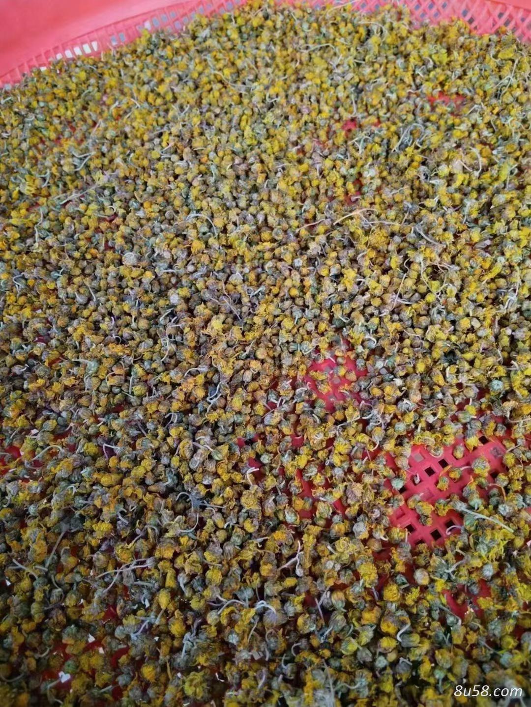 野菊花
