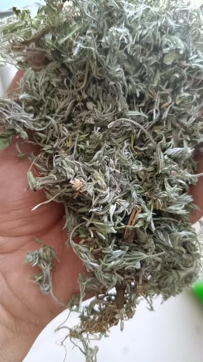 茵陈