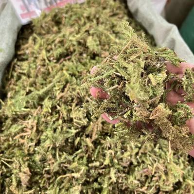 伸筋草