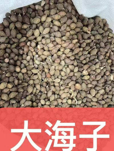 胖大海