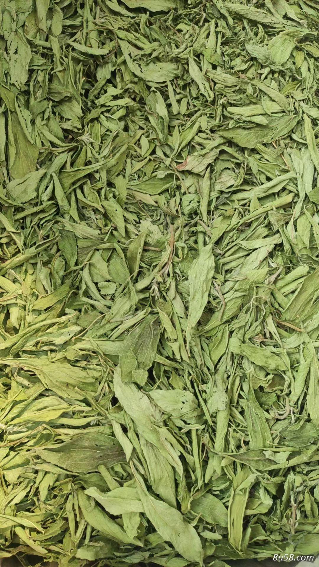 甜叶菊