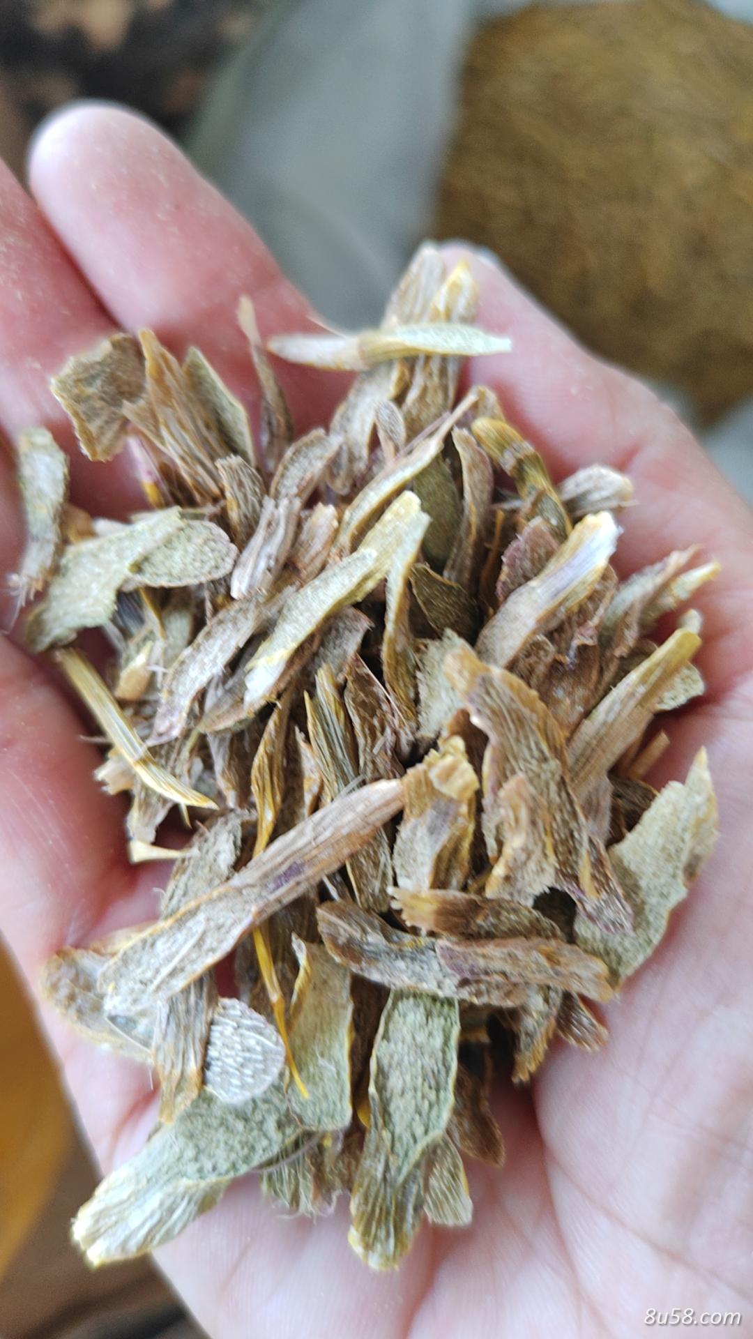 霍山铁皮石斛切片