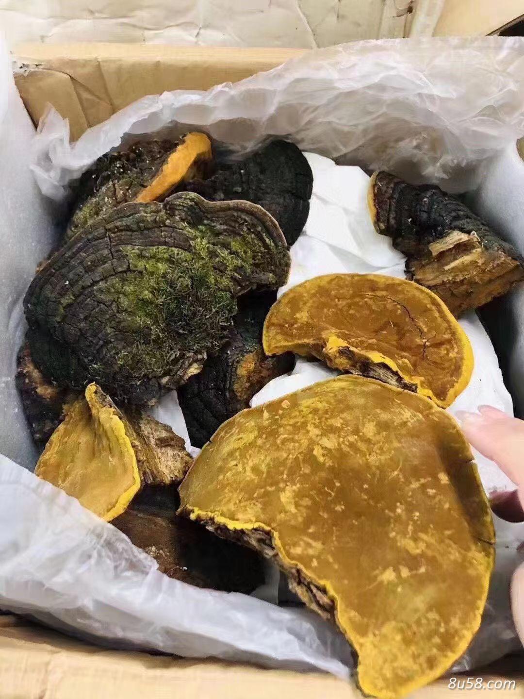 桑黄
