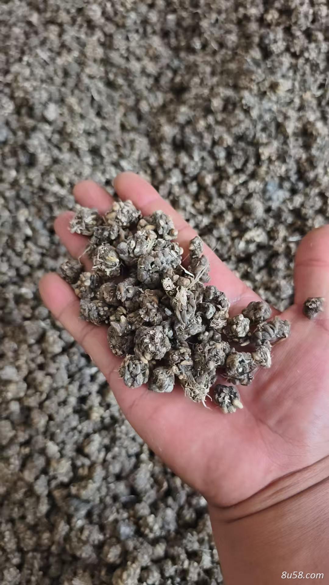 猫爪草大量出售