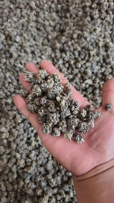 猫爪草大量出售