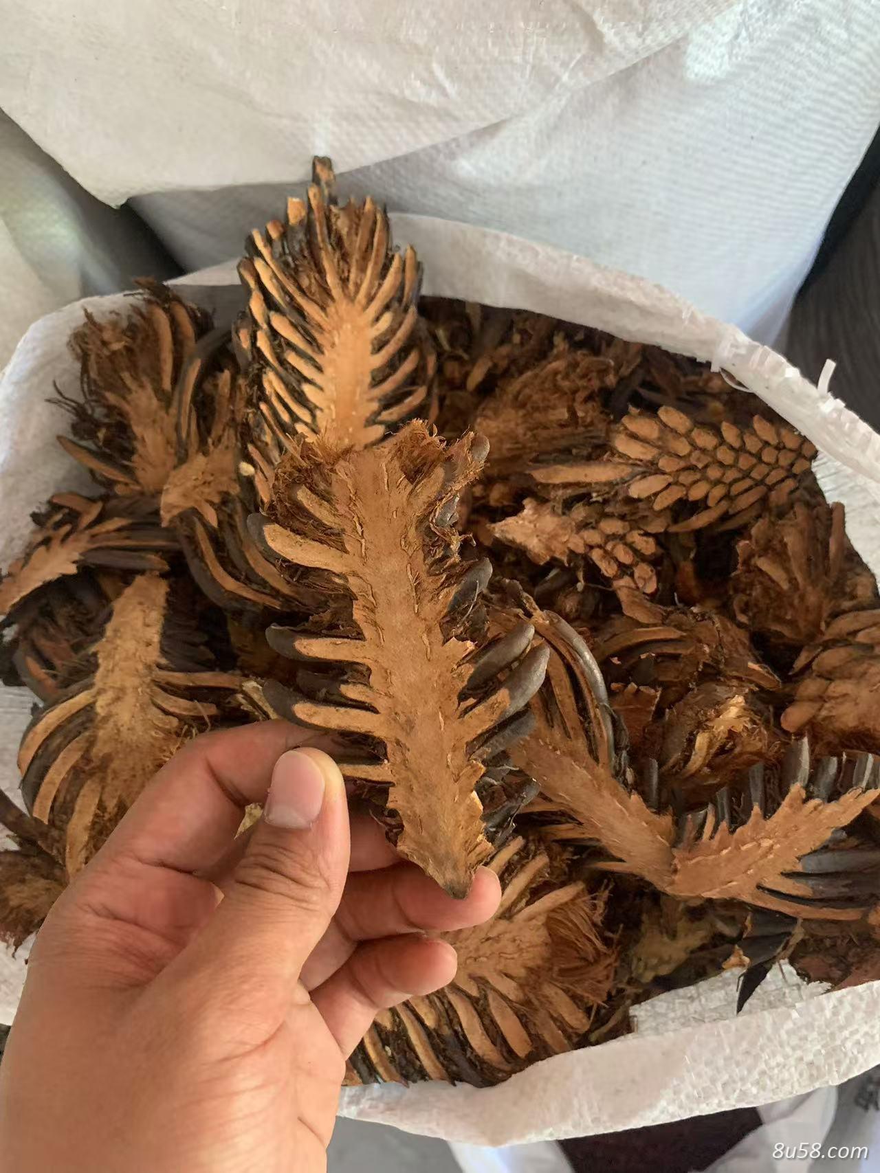 绵马贯众东北大货一手货源大货批发