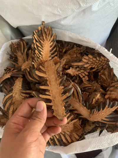 绵马贯众东北大货一手货源大货批发