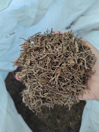 茜草