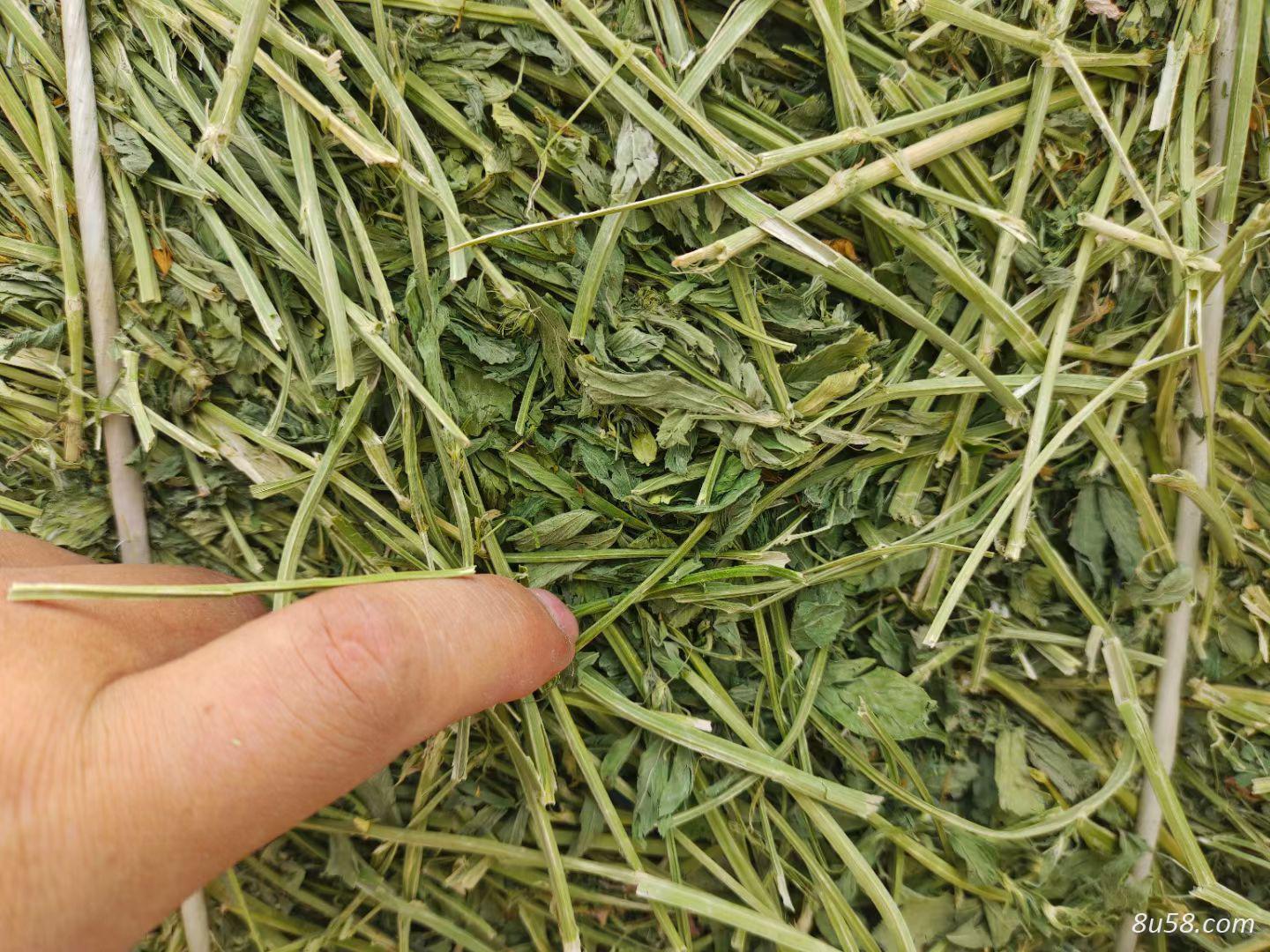 苜蓿草