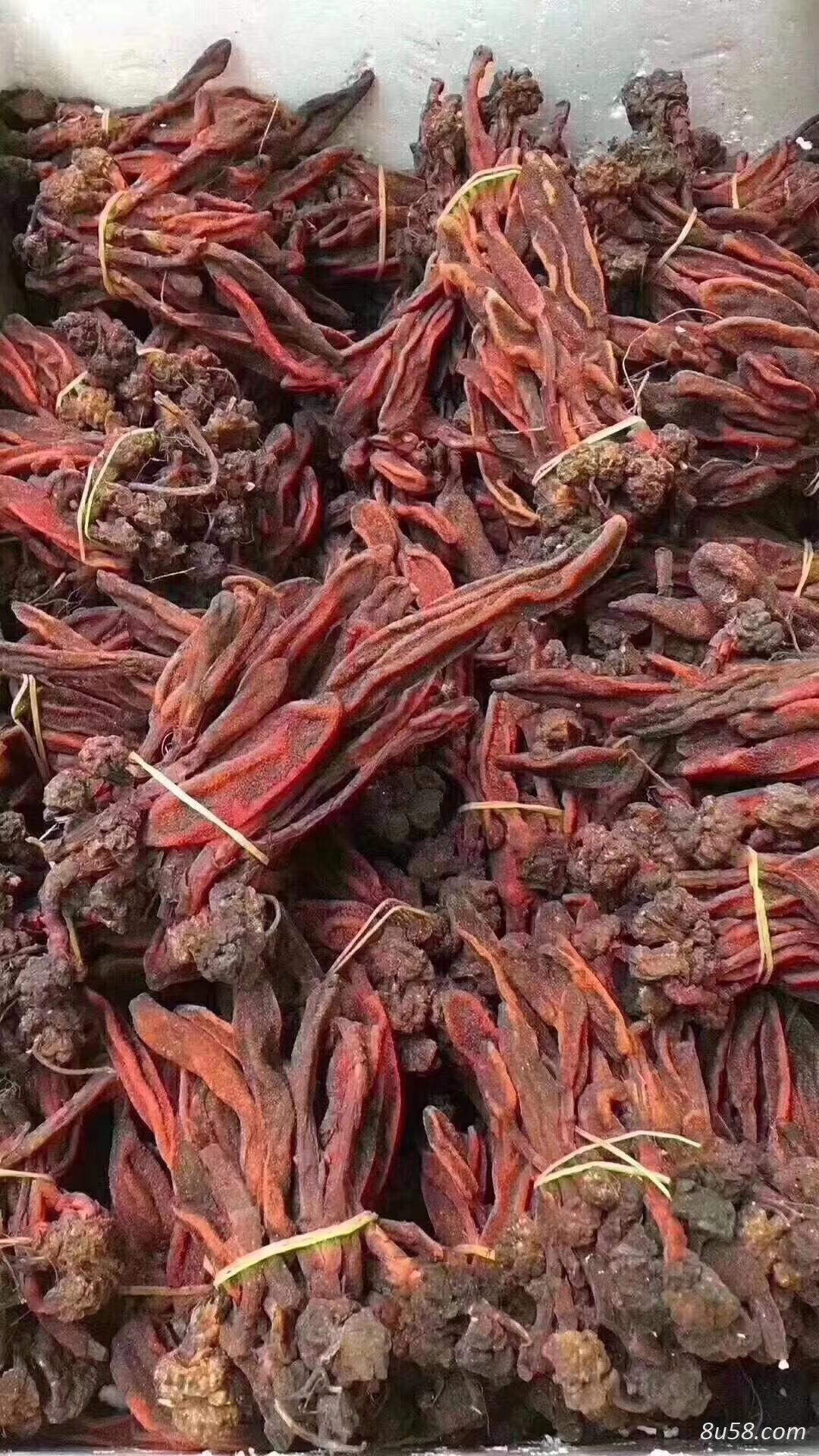 回春草