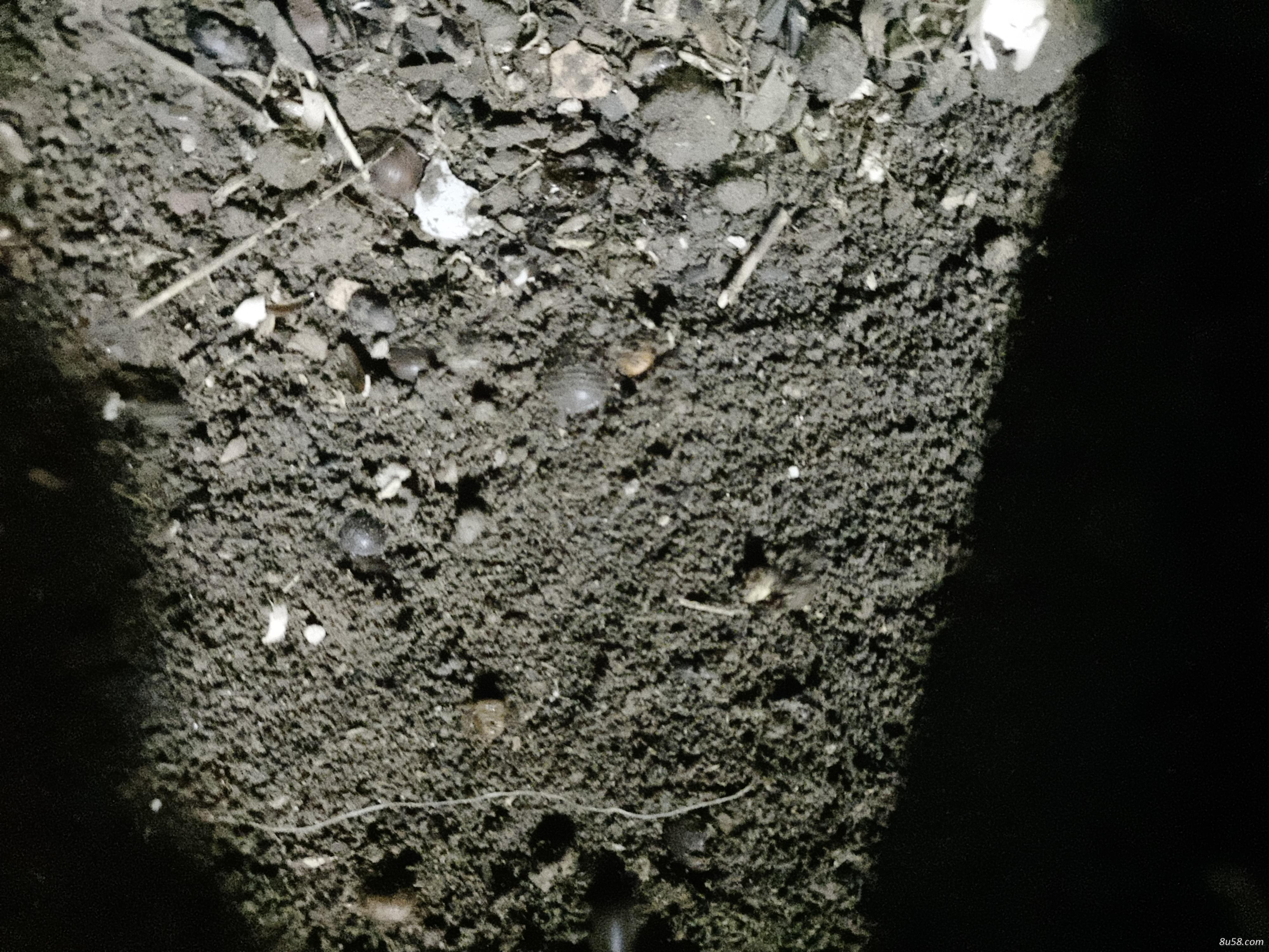 新小白土鳖虫养殖