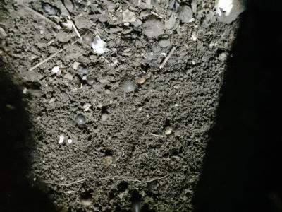 新小白土鳖虫养殖