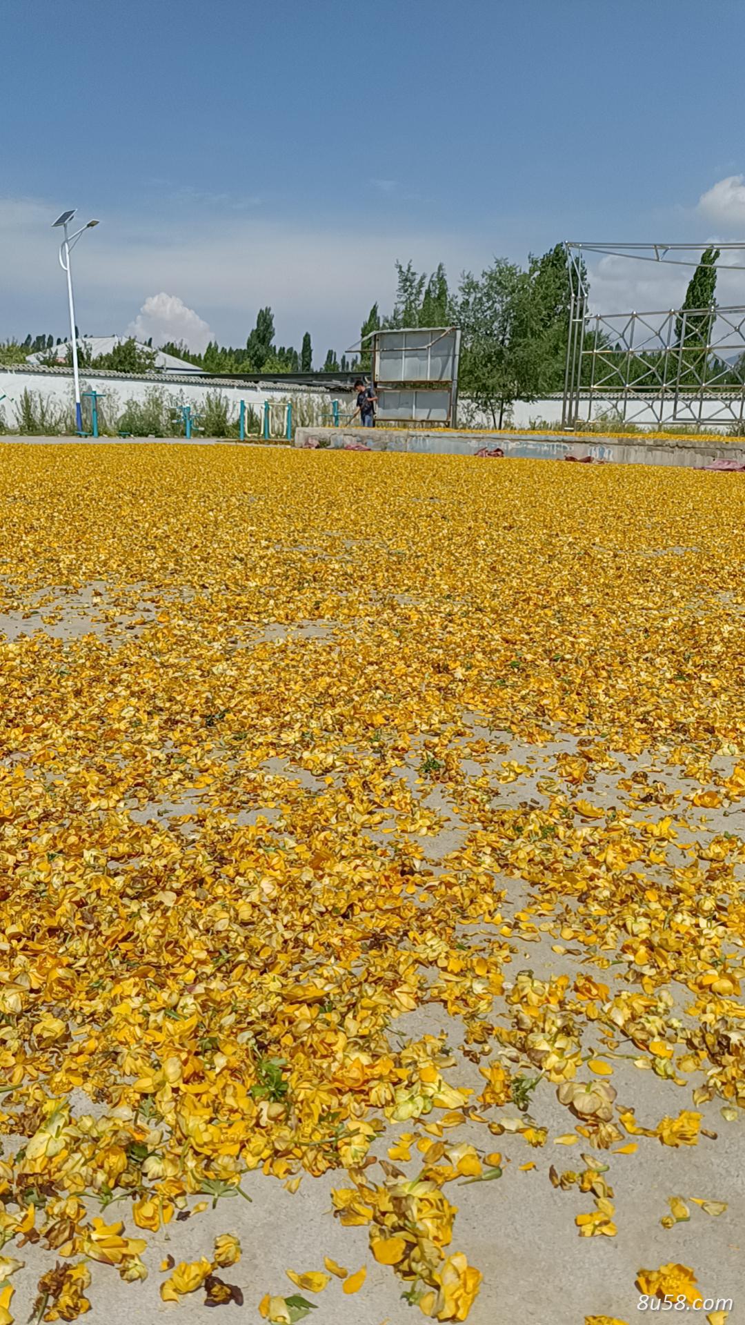 金连花