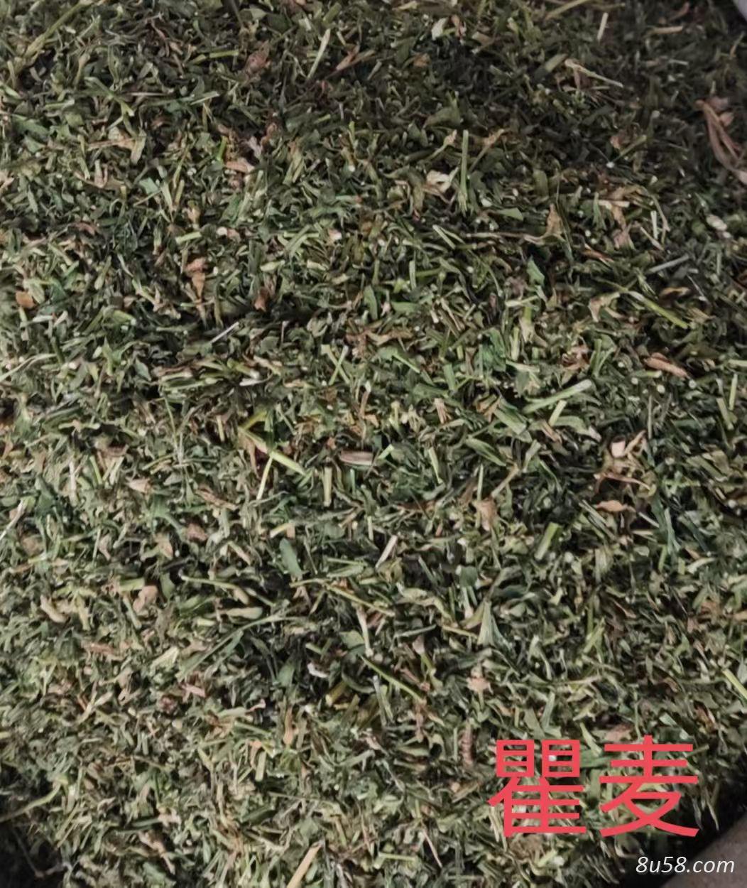 瞿麦