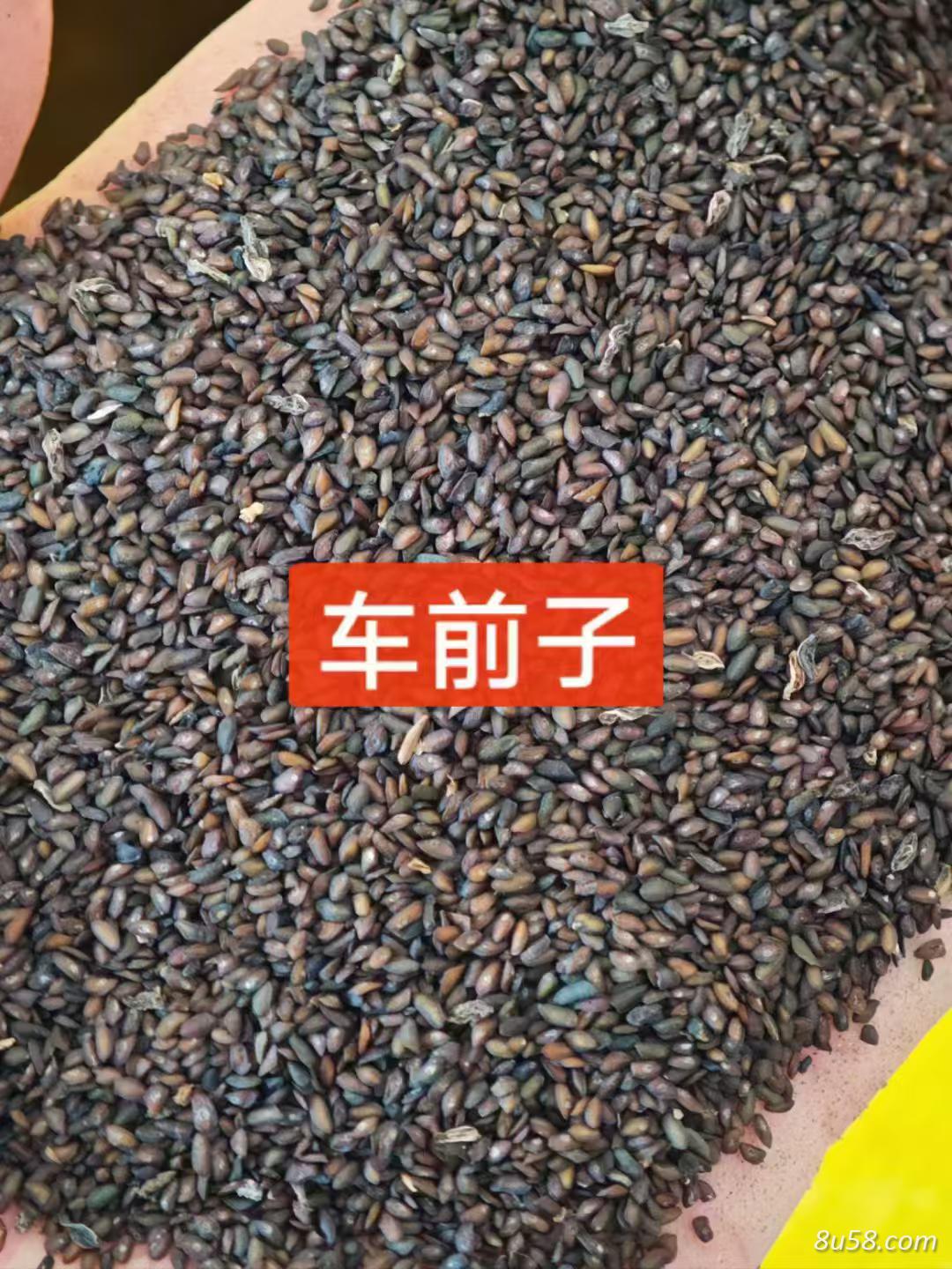 车前子