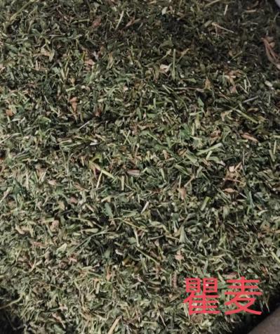 瞿麦