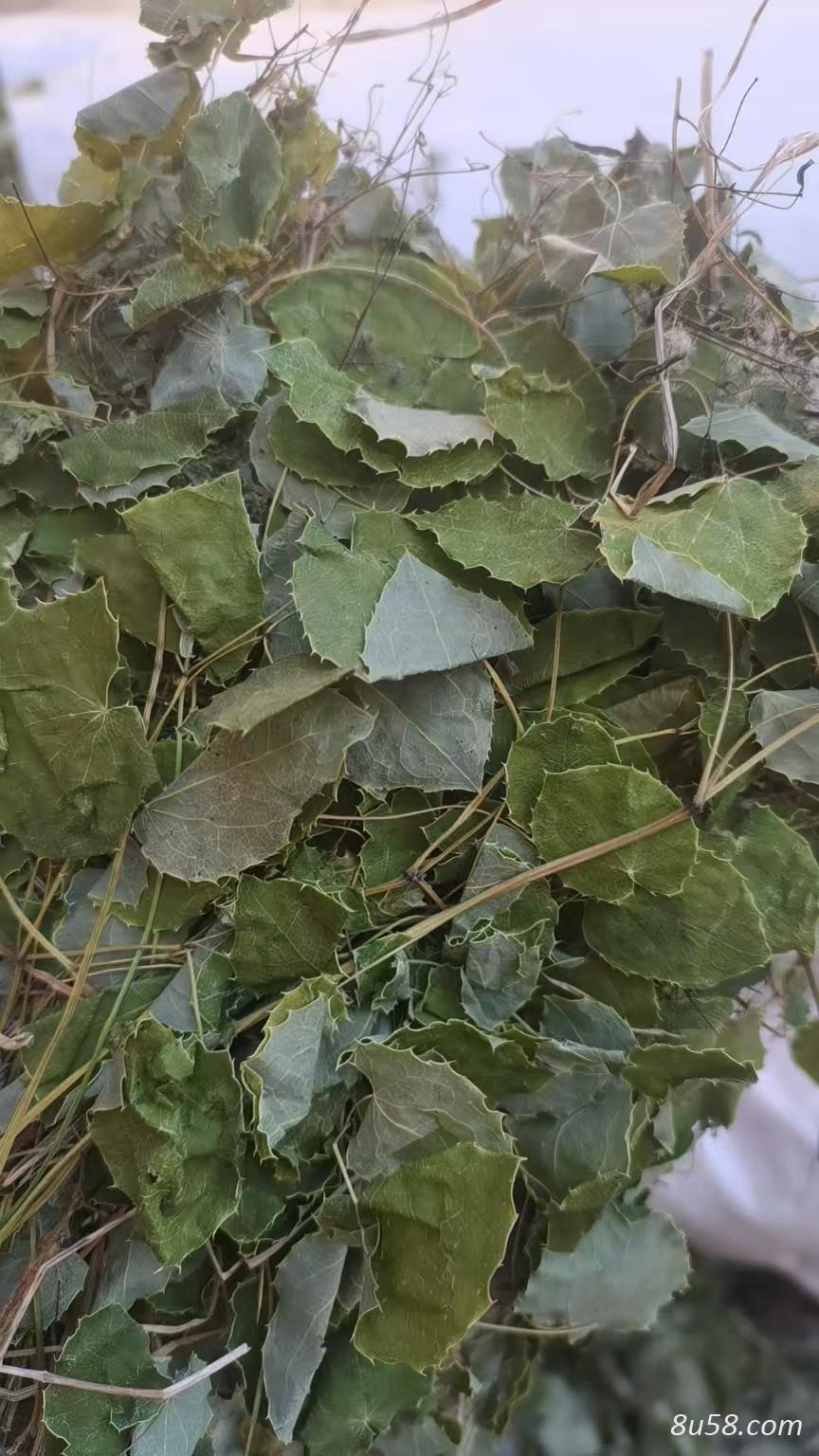 甘肃小野淫羊藿