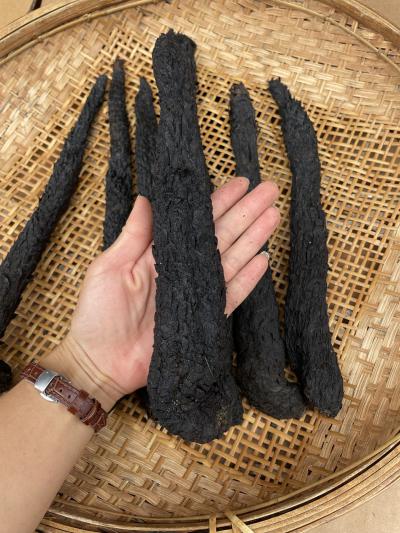 肉苁蓉