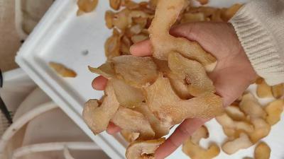 云南滇黄精