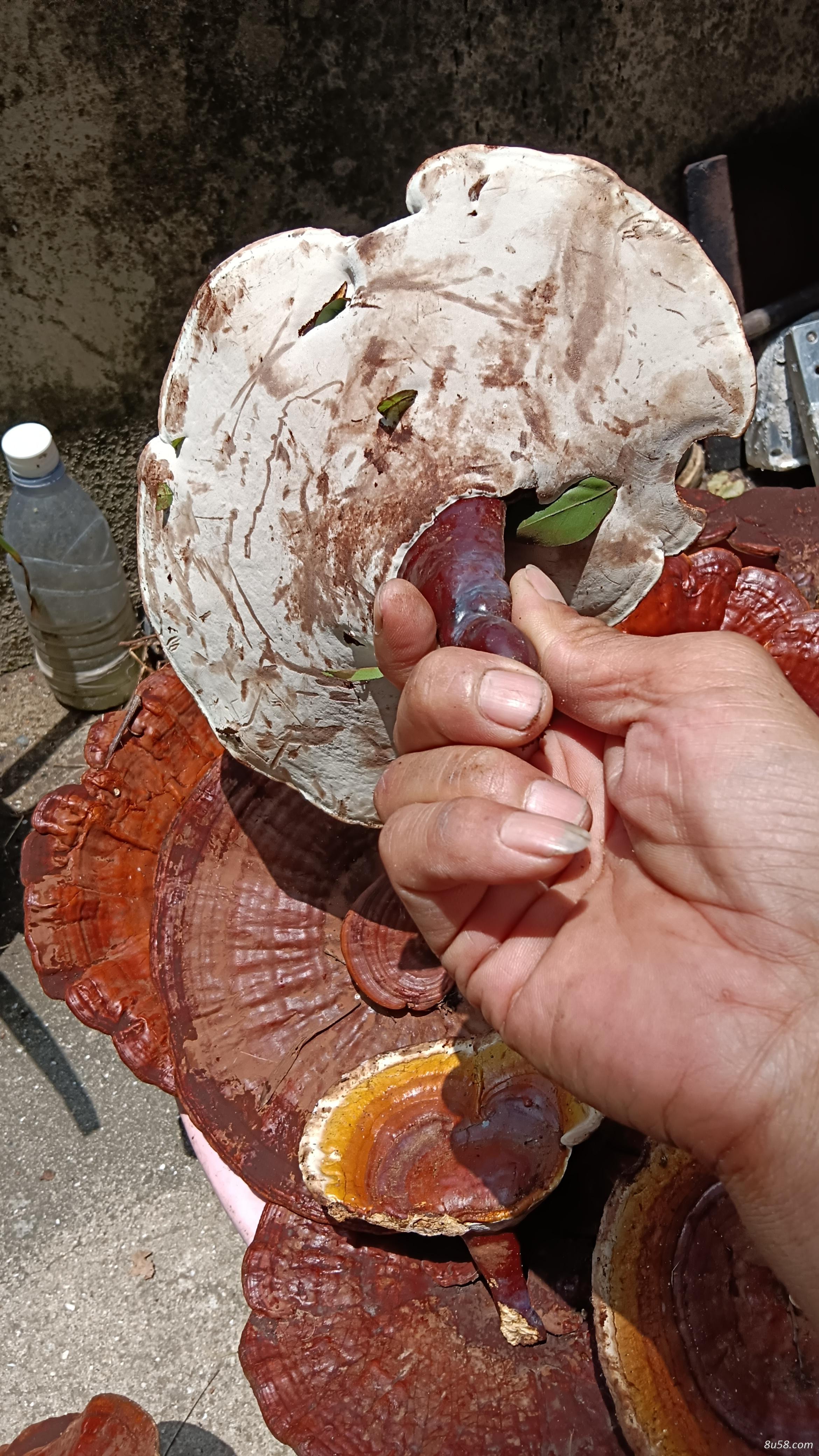 野生赤灵芝 野生赤灵芝