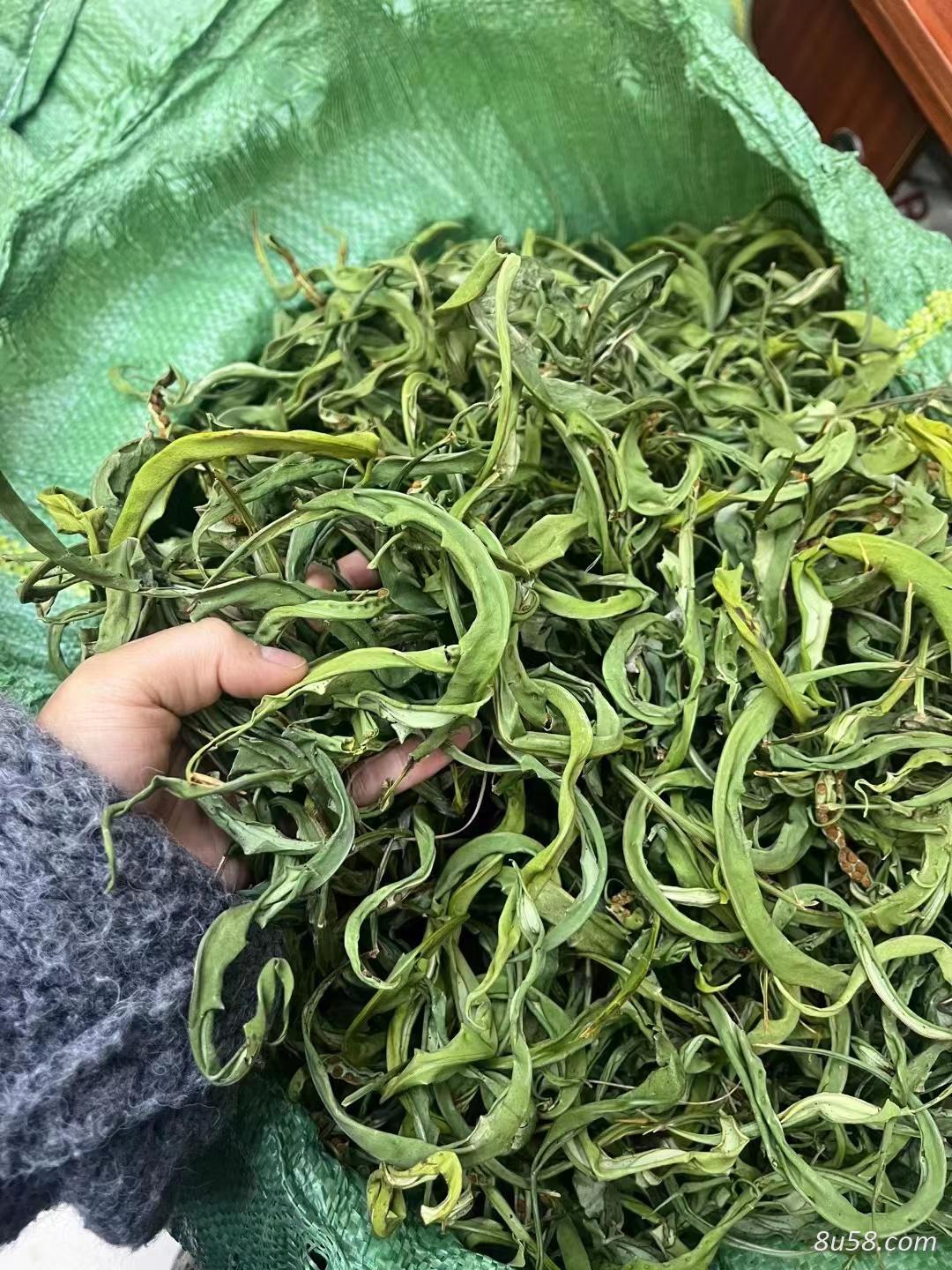 化石草