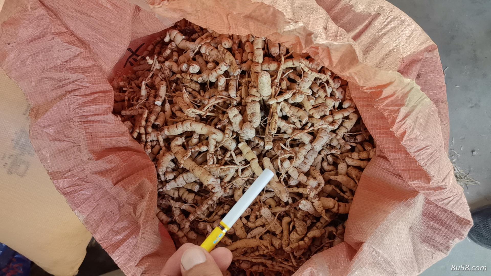 优质甘遂