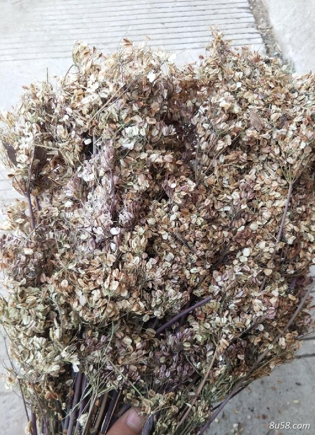 当归种子多少钱一斤？新产当归种子，优质高产抗病良种，产地一手货源，货真价实，发芽率高，产地自产自销，诚信为本