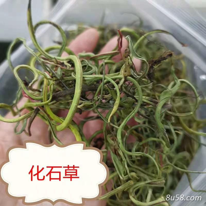 化石草