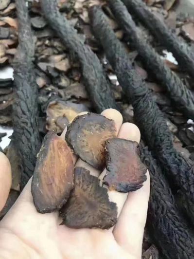 肉苁蓉