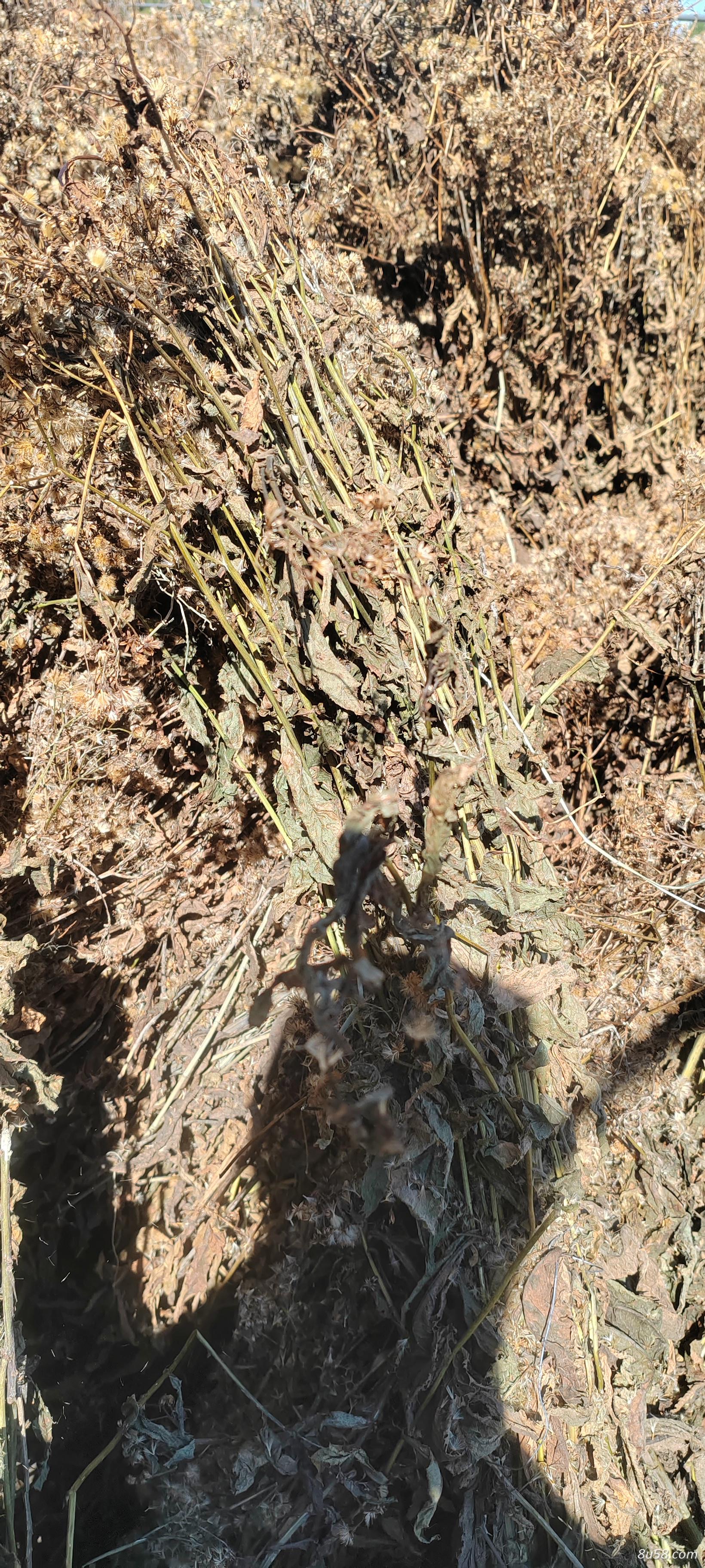 返魂草大批量出售