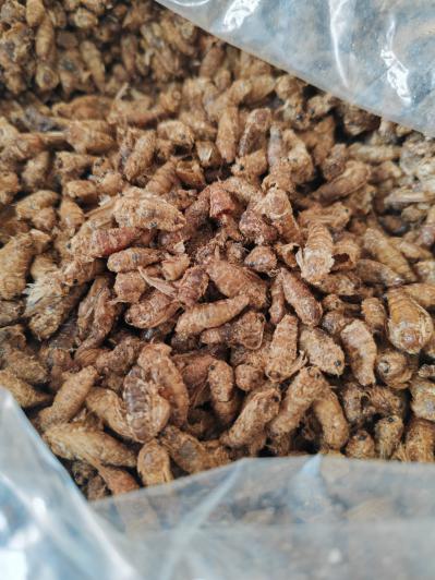 雄蚕蛾有哪些药效作用？雄蚕蛾能做什么用？雄蚕蛾一斤多少钱？