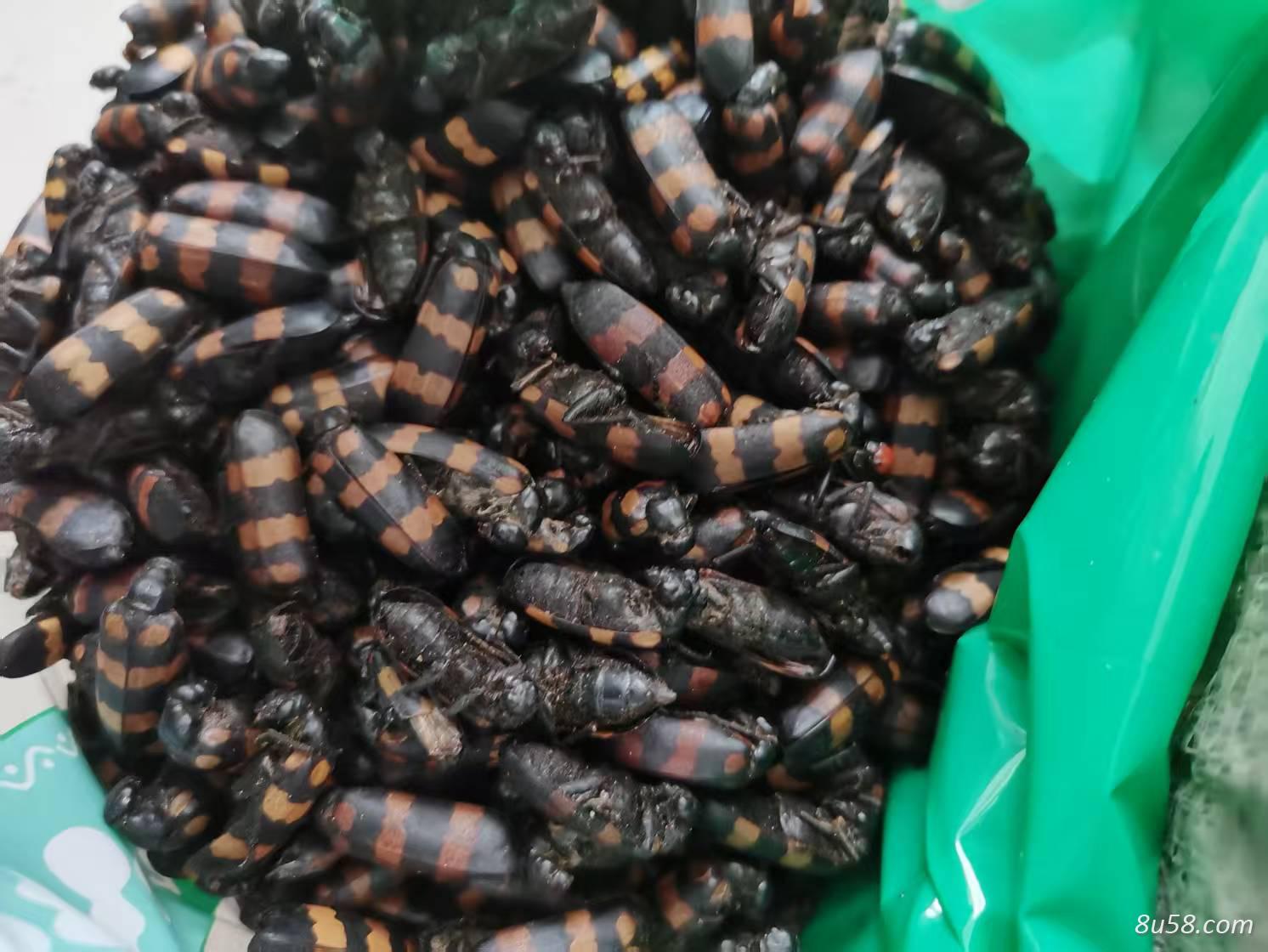产地直销斑蝥一克多少钱？斑蝥一两多少钱？斑蝥一个多少钱？
