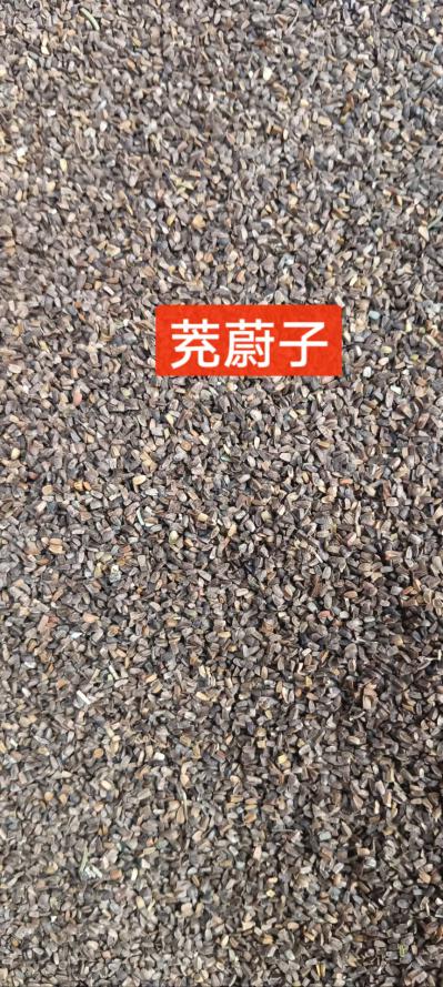 茺蔚子