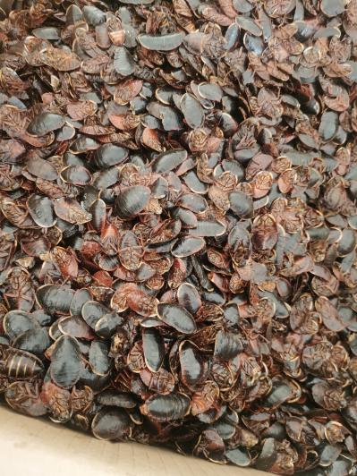 金边土元一斤多少钱？哪里能买到金边土元？我要买金边土元哪里有？