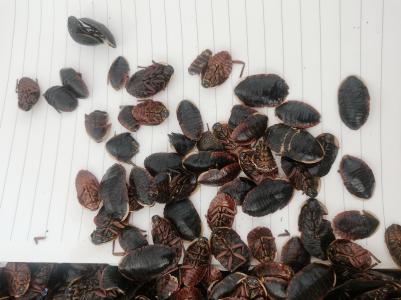 安国昆虫专卖 昆虫中药材批发 安国出售金边土元